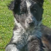 Border Collie cuccioli con pedigree ENCI certific