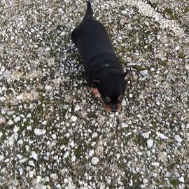 Cucciola di cane taglia piccola