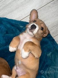 Cucciolo staffypoo