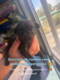 Cucciolo carlino nero con pedigree prestigioso