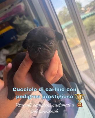 Cucciolo carlino nero con pedigree prestigioso