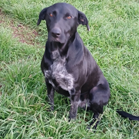 Shilla meravigliosa cucciolona