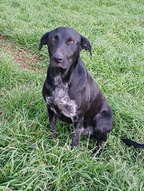 Shilla meravigliosa cucciolona