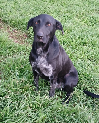 Shilla meravigliosa cucciolona