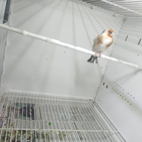 Cardellina Mayor