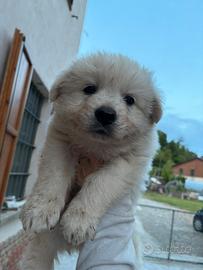 Cuccioli pastore maremmano