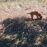 Addestramento cani da tartufi