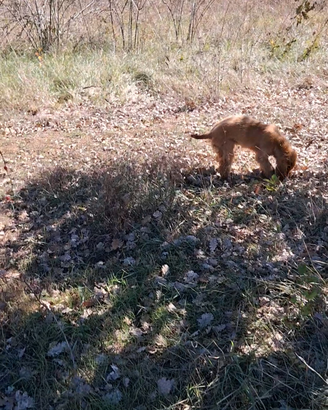 Addestramento cani da tartufi