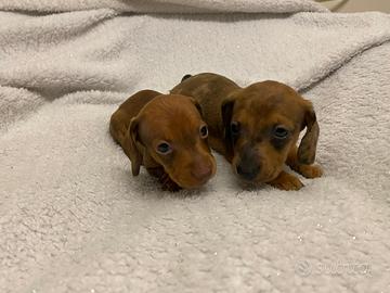 Cuccioli di bassotto nani