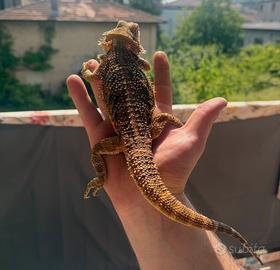 Drago barbuto/pogona + teca