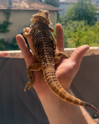 Drago barbuto/pogona + teca