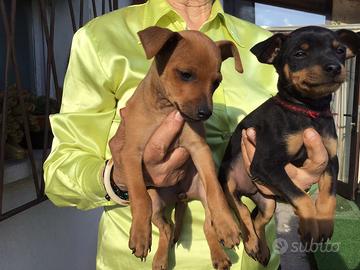 Pinscher taglia piccola