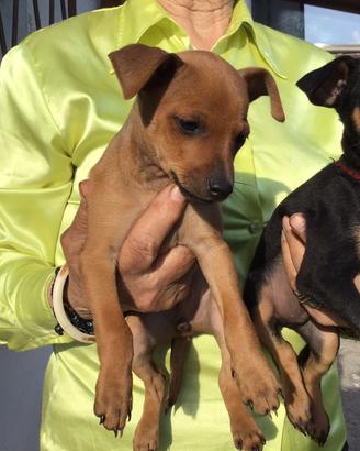 Pinscher taglia piccola