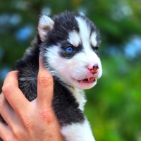 Husky cuccioli
