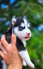 Husky cuccioli