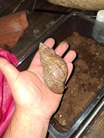 Lumaca africana gigante