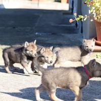 Cuccioli cane lupo Cecoslovacco