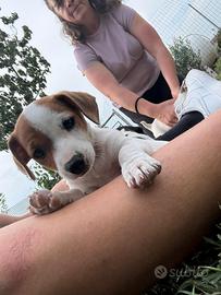 Cuccioli Jack Russell