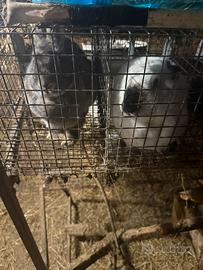 Conigli e coniglietti