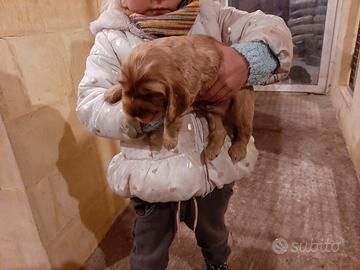 Cocker Spaniel fulvo rossicci