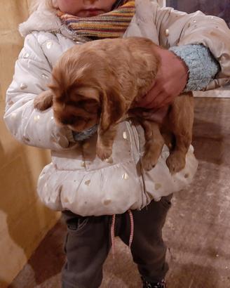 Cocker Spaniel fulvo rossicci