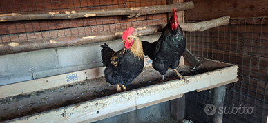 Coppia di galli