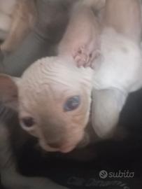 Gattini Canadian sphynx
