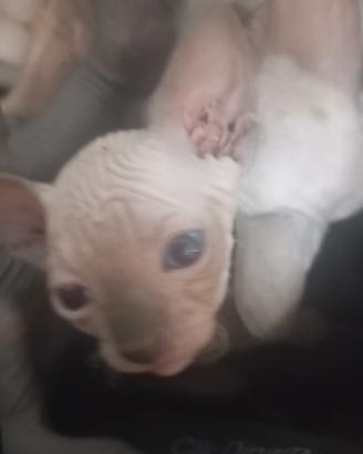 Gattini Canadian sphynx