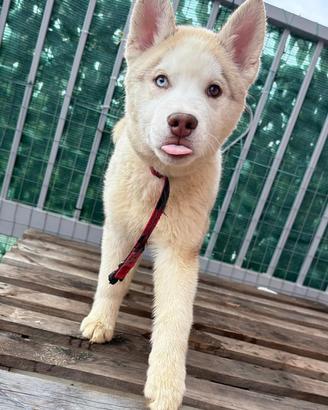 Siberian Husky