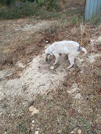 Lagotto Breton cane da tartufo