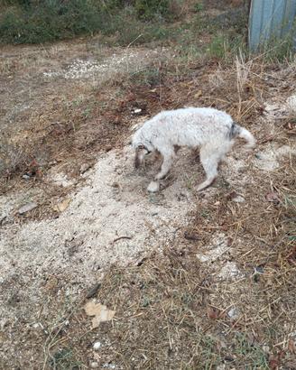 Lagotto Breton cane da tartufo