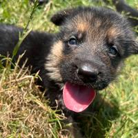 Cuccioli pastore tedesco