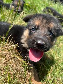 Cuccioli pastore tedesco