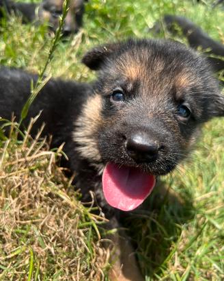Cuccioli pastore tedesco