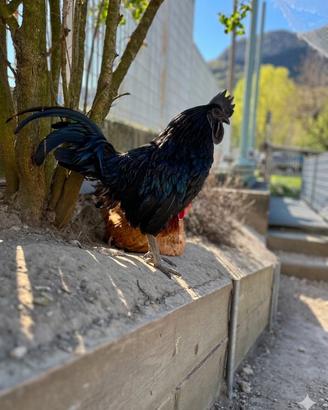 Gallo ayam cemani