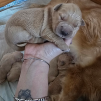 Golden retriever cuccioli