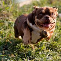American bully a rimborso spese