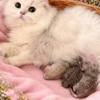 Gattini British LongHair/Highland Fold