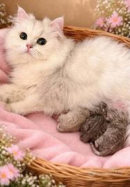 Gattini British LongHair/Highland Fold