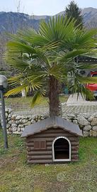 cuccia da esterno per cani media taglia