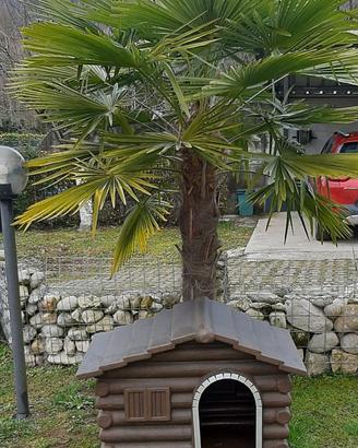 cuccia da esterno per cani media taglia