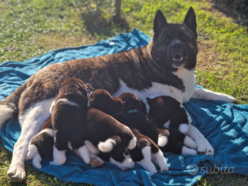 Cuccioli akita americano altissima genealogia