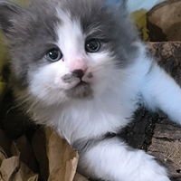 Norvegesi delle foreste