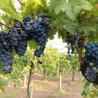 Aglianico del Taburno