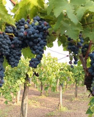 Aglianico del Taburno