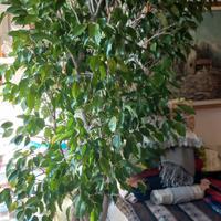 pianta ficus 