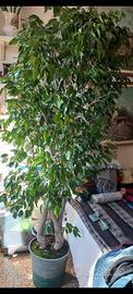 pianta ficus 