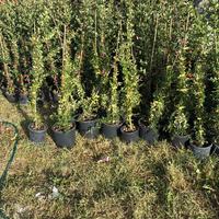 Piante siepe Pyracantha rossa/gialla