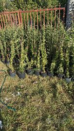 Piante siepe Pyracantha rossa/gialla