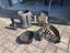 Immagine 3